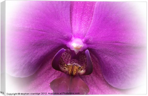 Purple orchid close up Canvas Print by stephen clarridge
