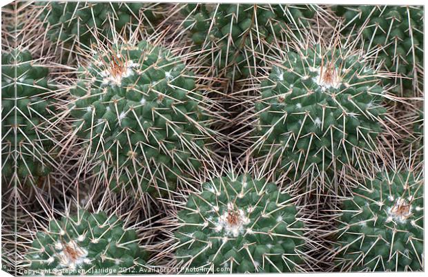 Spiky cactus Canvas Print by stephen clarridge