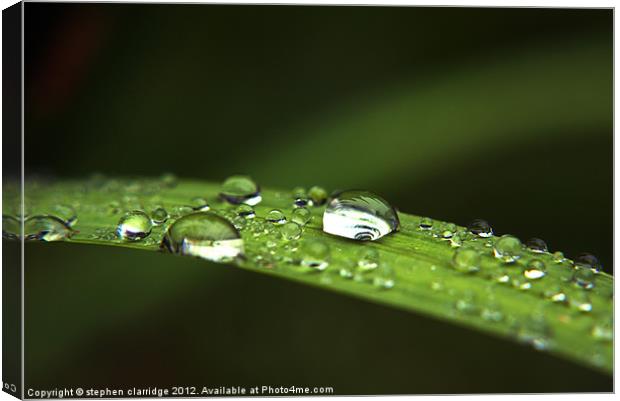 Water droplets on leaf Canvas Print by stephen clarridge