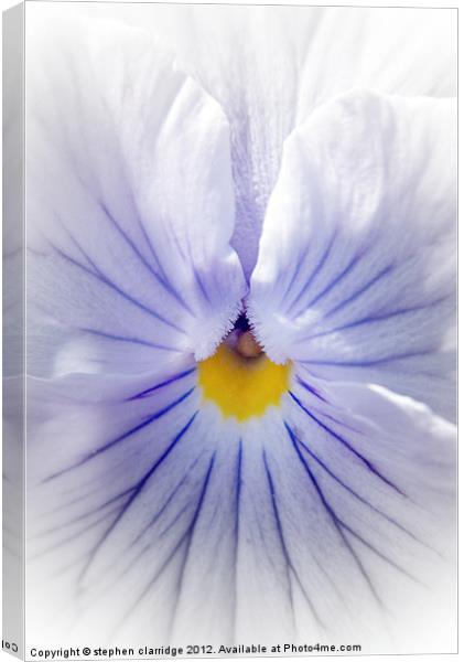 White pansy with blue veins Canvas Print by stephen clarridge