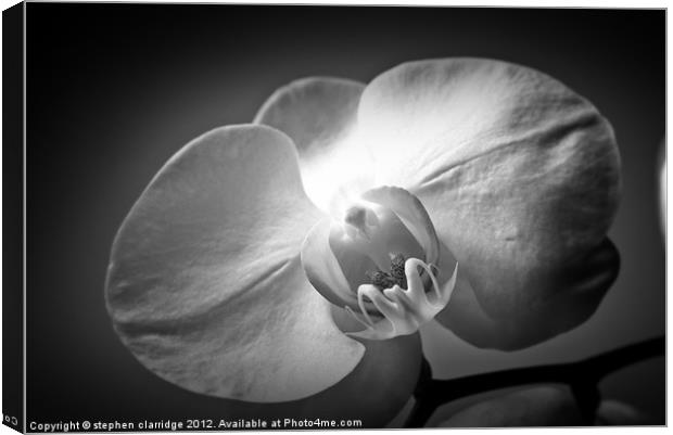 Black and White Orchid Canvas Print by stephen clarridge