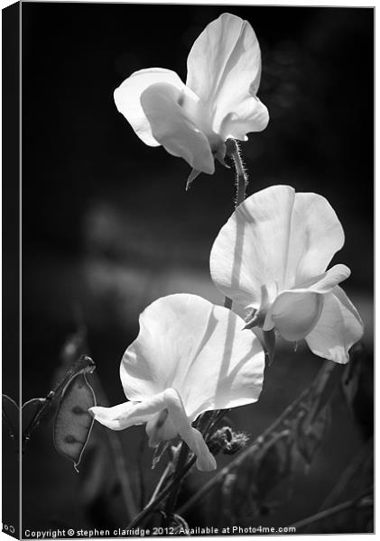 Black and white sweet peas Canvas Print by stephen clarridge