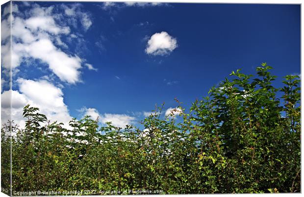 Summer Hedgrow Canvas Print by stephen clarridge