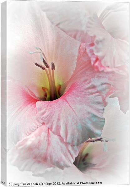 Pink and white gladiolis Canvas Print by stephen clarridge