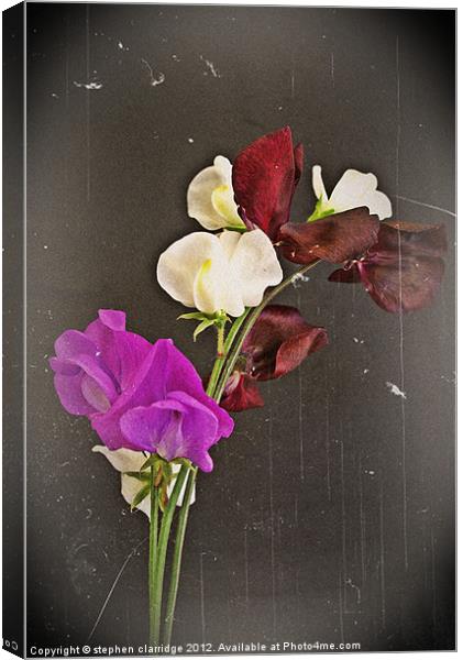 Old Sweetpeas Canvas Print by stephen clarridge