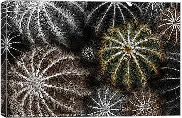 Cactus plant abstract Canvas Print by stephen clarridge