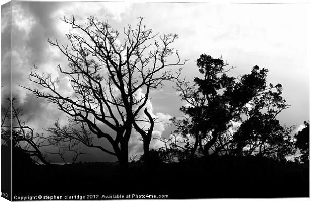 Black and white tree silhouette Canvas Print by stephen clarridge