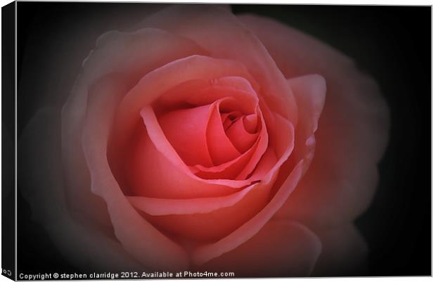 English Red Rose Canvas Print by stephen clarridge