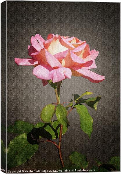 Single pink rose Canvas Print by stephen clarridge