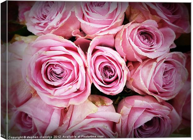 Pink roses with gold glitter Canvas Print by stephen clarridge