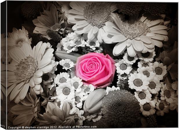 Pink rose with monochrome flowers Canvas Print by stephen clarridge