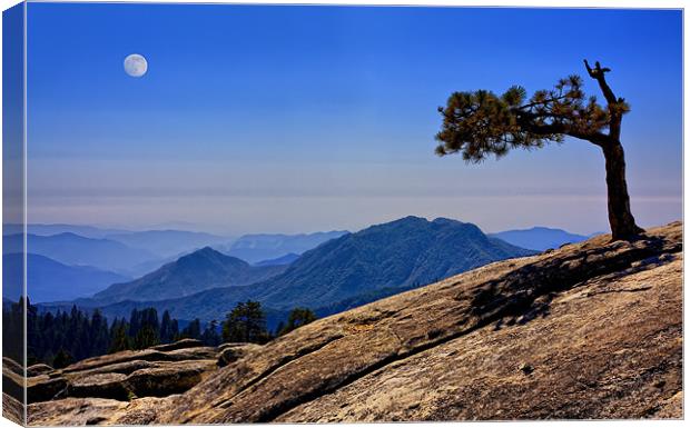 Lone Tree With Mountain View Canvas Print by Steven Clements LNPS