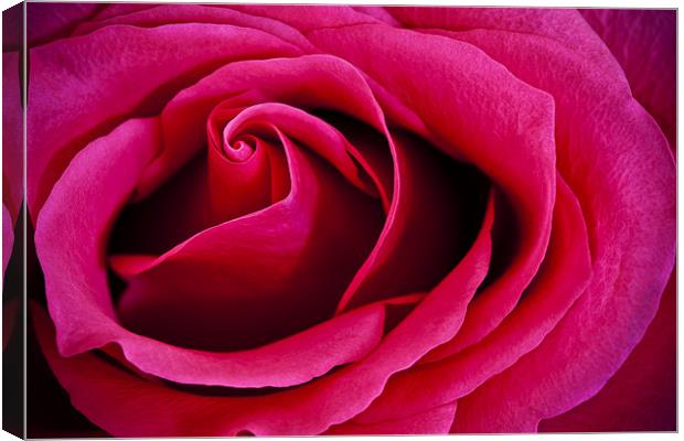 Deep Pink Rose Canvas Print by Steven Clements LNPS