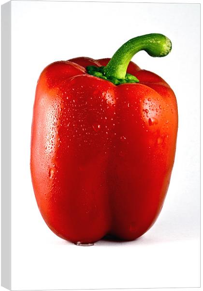 Wet Red Pepper White Background Canvas Print by Steven Clements LNPS
