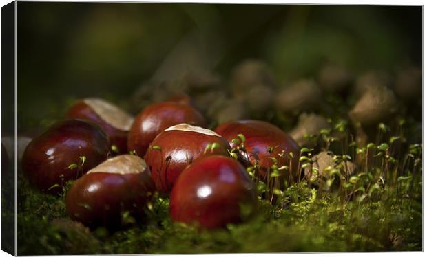 Conkers Canvas Print by Darren Frodsham