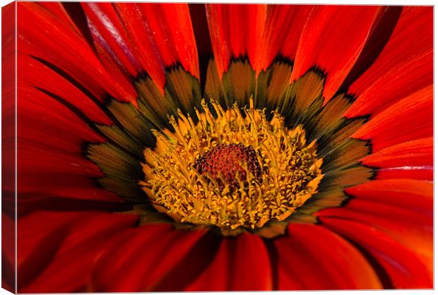 Explosion of Bloom Canvas Print by Darren Frodsham