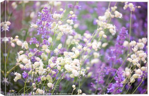 Bladder Campion and Lavender Canvas Print by Catherine Joll