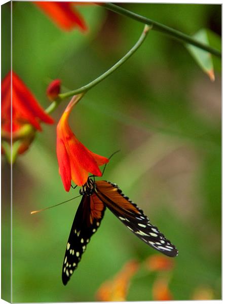 Monarch Butterly Canvas Print by Catherine Joll