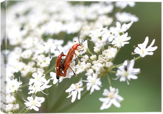 Soldier Beetles Canvas Print by Catherine Joll