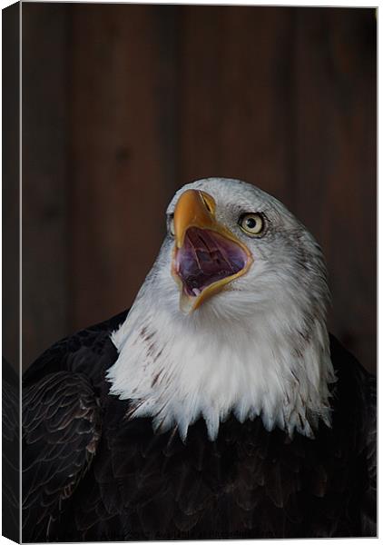 Eagles Cry Canvas Print by Kelly Astley