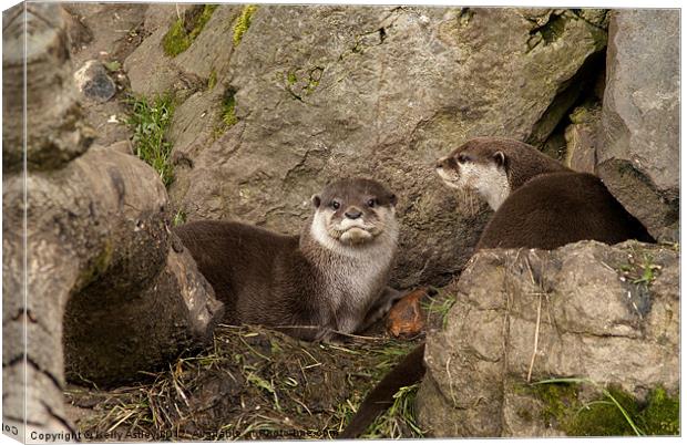 Otters on the rocks Canvas Print by Kelly Astley