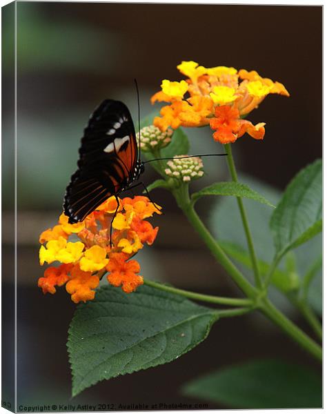 Butterfly on flowers Canvas Print by Kelly Astley