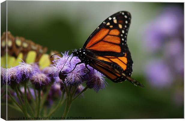 Orange and black butterfly Canvas Print by Kelly Astley