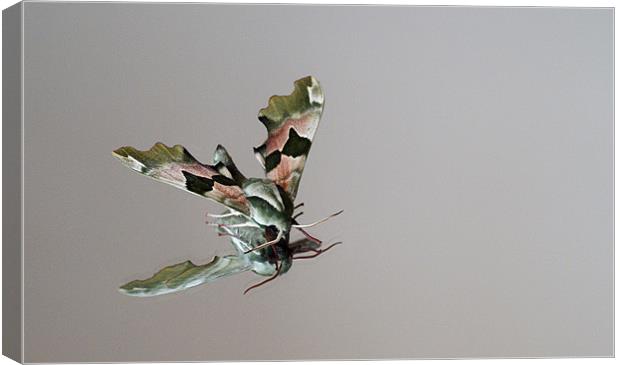 Lime tree moth reflection Canvas Print by Kelly Astley