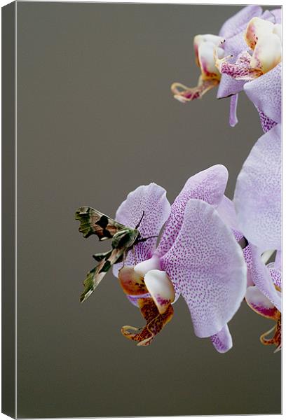Moth on orchid Canvas Print by Kelly Astley