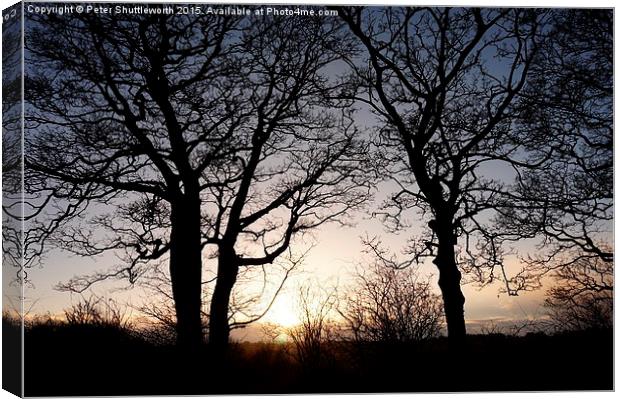 Winter Trees - Oakwell Park, Birstall, West Yorksh Canvas Print by Peter Shuttleworth