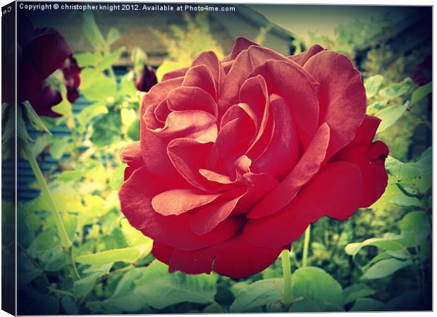 The English Rose Canvas Print by christopher knight