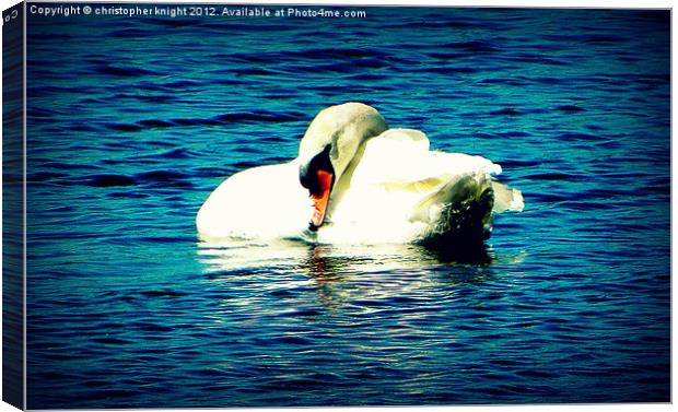the lonely swan Canvas Print by christopher knight