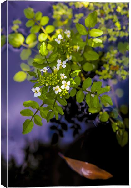 white flowers on pond Canvas Print by paul thomas
