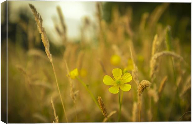 Buttercup and grass Canvas Print by paul thomas