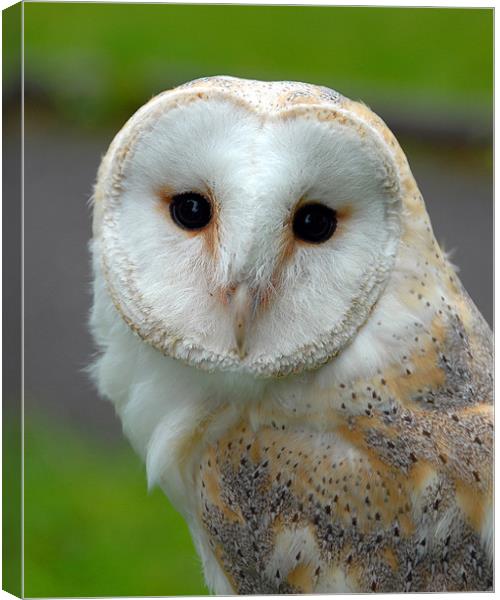 Falconry Canvas Print by David Worthington