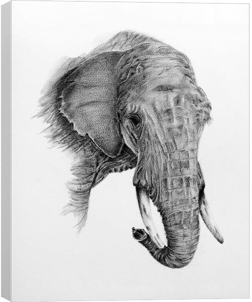 Fine art drawing, of elephant Canvas Print by David Worthington