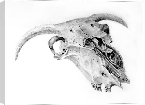 Sheeps Skull sketch Canvas Print by David Worthington