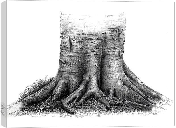 Beech tree roots sketch Canvas Print by David Worthington