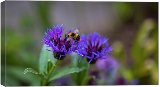Bee on Flower Canvas Print by Kat Arul
