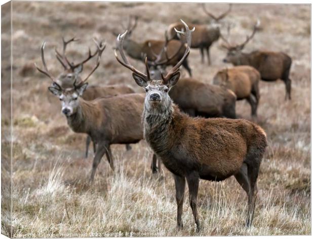 A group of Red deer stags in winter, Cairngorms, Scotland Canvas Print by Louise Heusinkveld