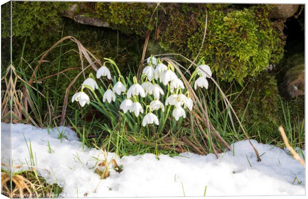 Snowdrops naturalized beside a dry stone wall in Swaledale Canvas Print by Louise Heusinkveld