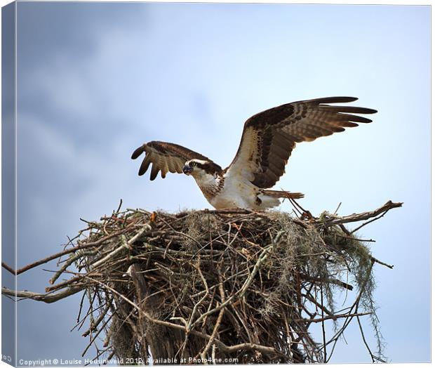 Osprey Landing on Nest Canvas Print by Louise Heusinkveld