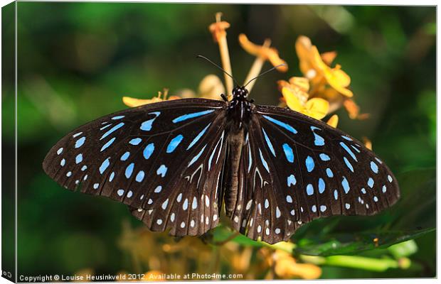 Blue Glassy Tiger Butterfly Canvas Print by Louise Heusinkveld
