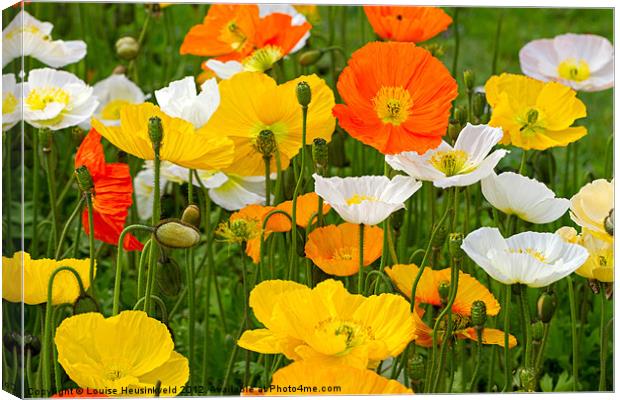 Alpine poppies Canvas Print by Louise Heusinkveld