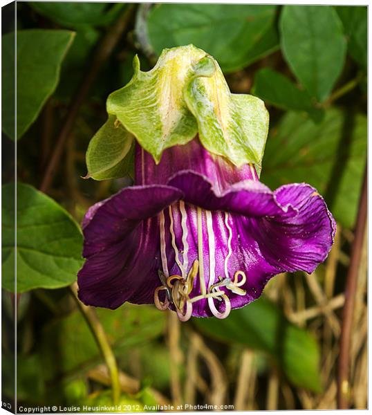 Purple Flower Canvas Print by Louise Heusinkveld