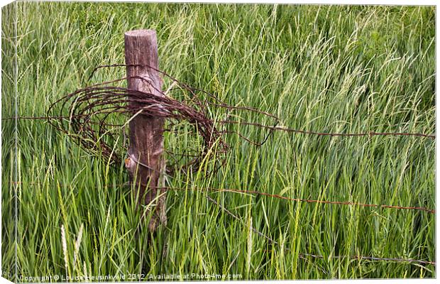 Barbed wire coil on a fencepost Canvas Print by Louise Heusinkveld