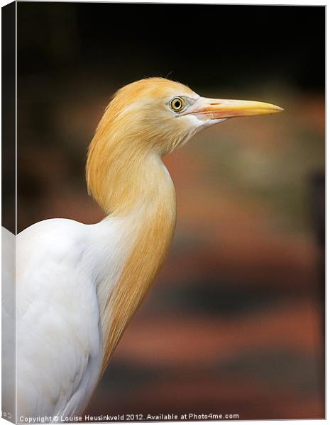 Cattle Egret Canvas Print by Louise Heusinkveld