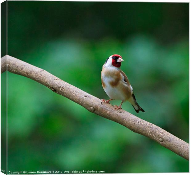 Goldfinch, Carduelis carduelis Canvas Print by Louise Heusinkveld