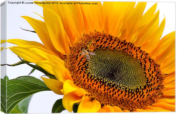 Sunflower with Bee Canvas Print by Louise Heusinkveld