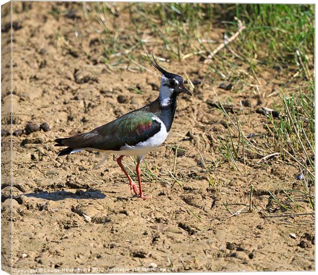Northern Lapwing, Vanellus vanellus Canvas Print by Louise Heusinkveld